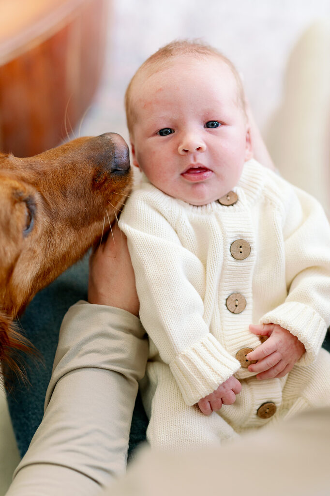 When to Take Newborn Photos | Bauer Creative Dog sniffs new baby when photographer is taking take newborn photos in Twin Cities.